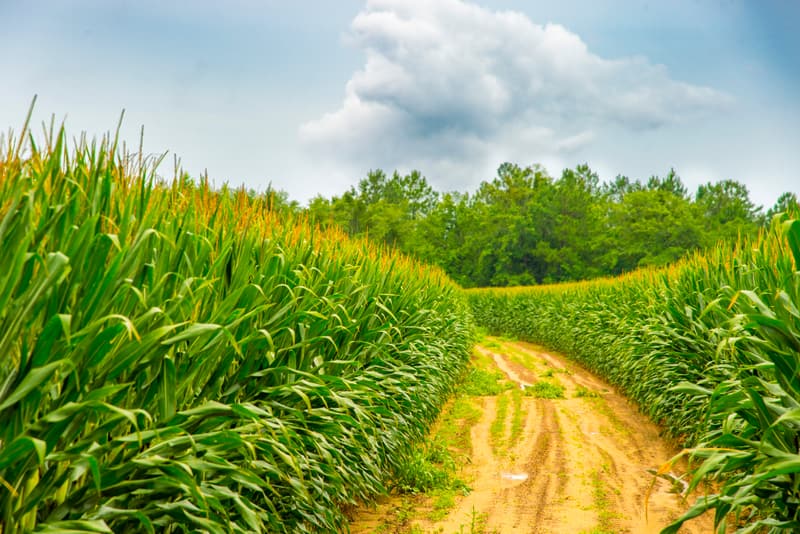A dirt track running between two tall stands of green corn under a cloudy sky