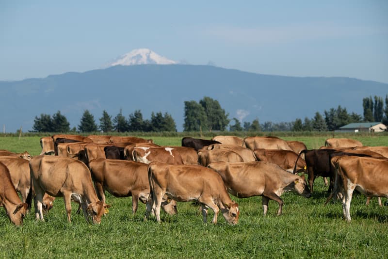 A herd of Jersey dairy cows grazing green pasture with Mount Baker in the distance