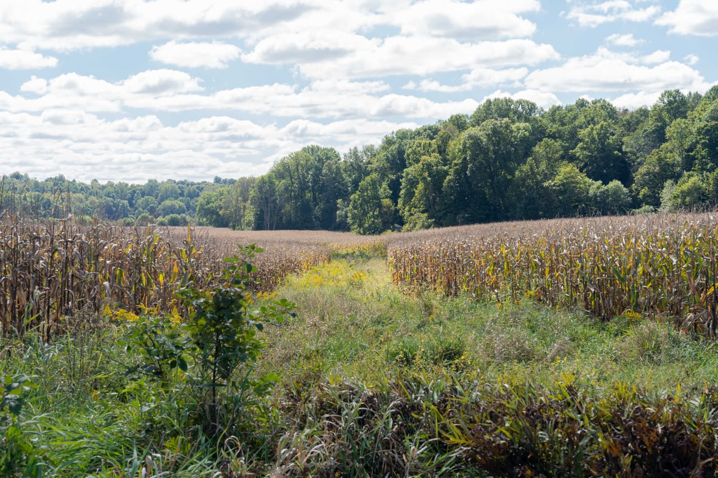 A grassed waterway, a strip of permanent grass, running through a harvest-ready cornfield