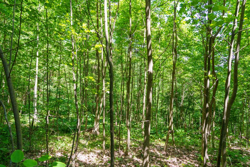 Sunlit stand of young hardwood trees in a privately managed Indiana woodland