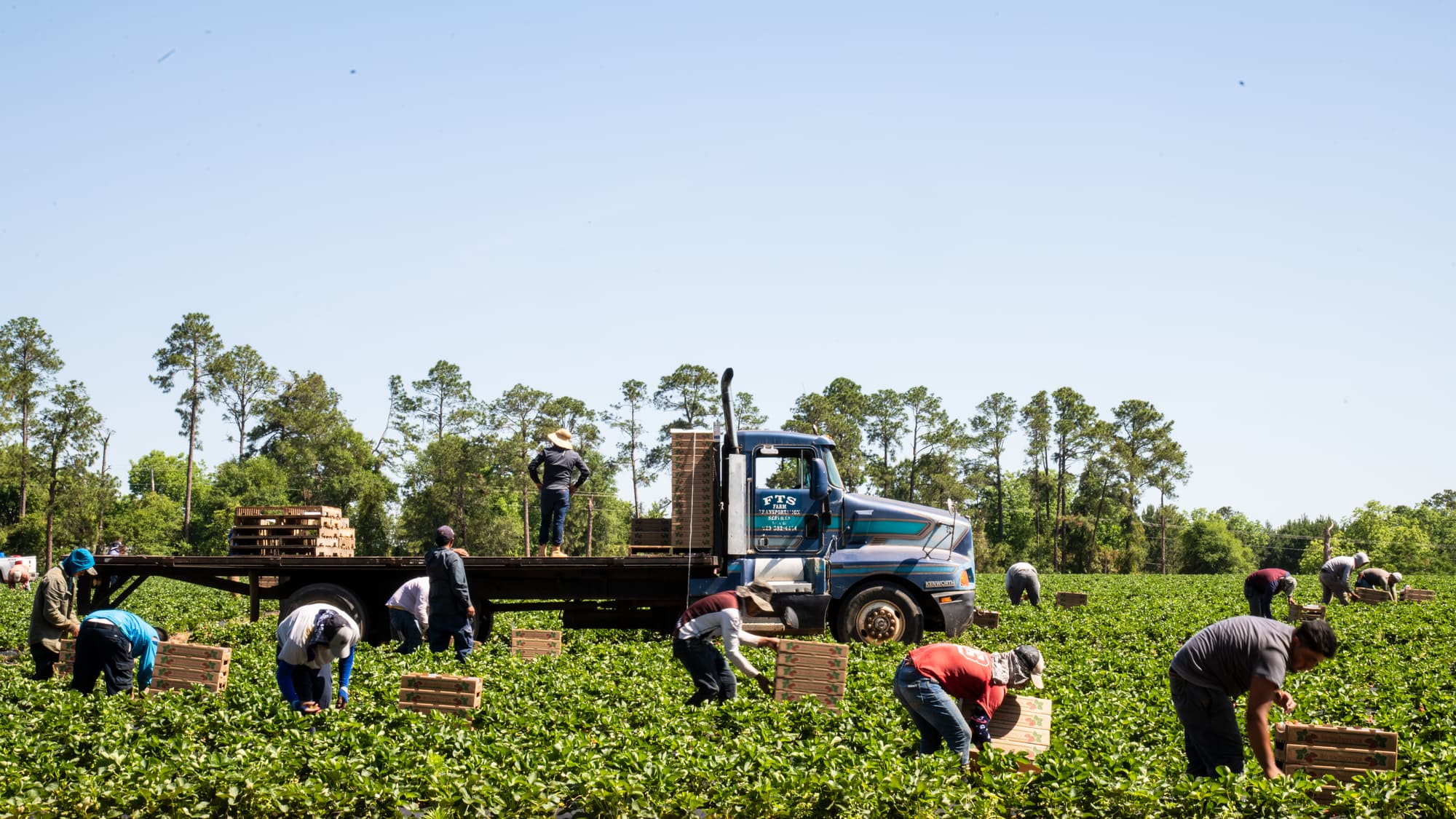 Farmworkers harvesting strawberries by hand into wooden crates beside a flatbed truck on a sunny day