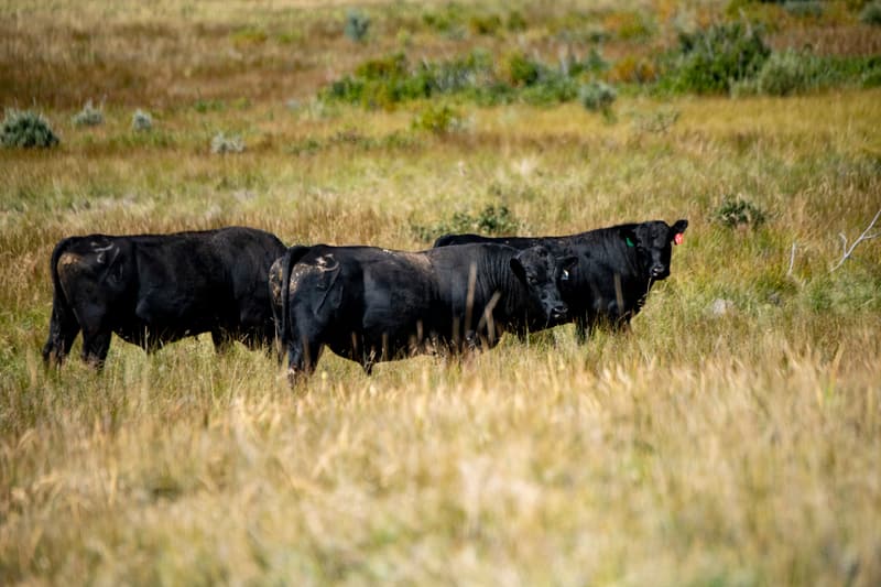 Black Angus cattle standing in tall grass on open Montana range