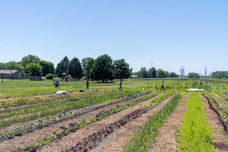Rows of mixed vegetables on a small organic farm with a few people working in the distance
