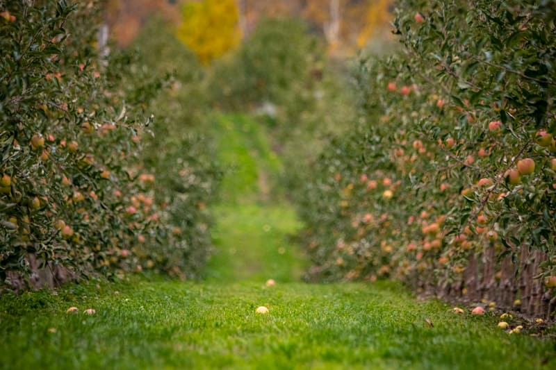 A grassy row between apple trees heavy with ripe fruit in an orchard